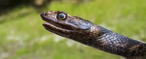 Head of an eastern coachwhip (Masticophis flagellum flagellum) Florida (14 September 2015)