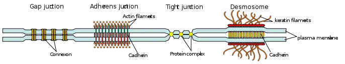 Some examples of cell junctions