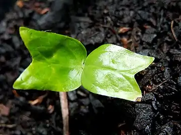 Cotyledons