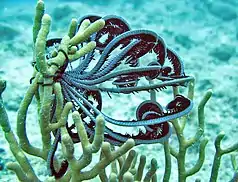 C. bella on a gorgonian coral