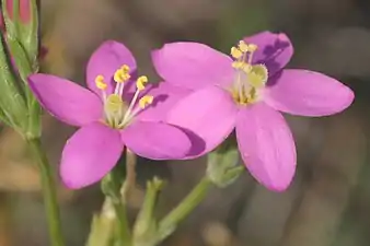 Seaside Centaury