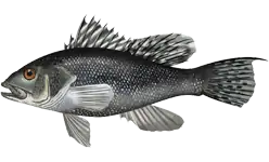 Black sea bass