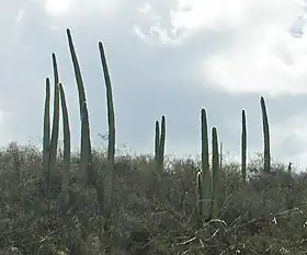 Habitat in near Tehuacán, southeastern Puebla state, Central México.