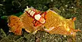 Emperor shrimp at Lembeh Sulawesi, 2008