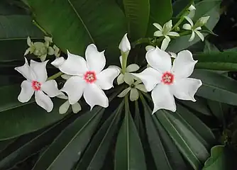 Cerbera manghas flowers