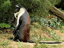 Cercopithecus roloway