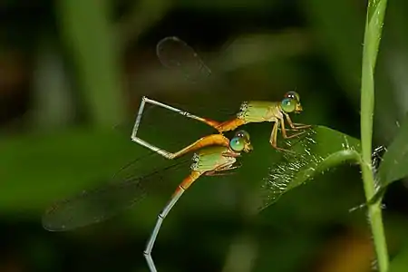 Damselflies holding each other