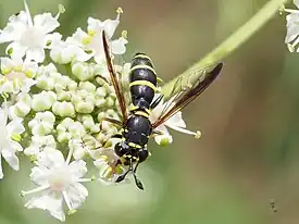 Ceriana_conopsoides