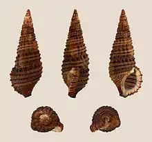 Cerithium coralium