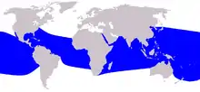 Spinner dolphin range