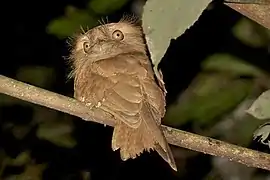 Ceylon Frogmouth (Sri Lankan Frogmouth), surroundings of Thattekad Bird Sanctuary