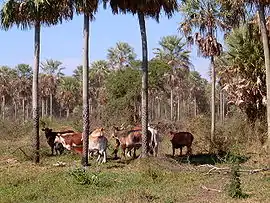 Image 14Grazing cattle, Paraguay (from History of Paraguay)