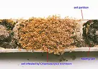 Chaetodactylus krombeini infestation of an Osmia lignaria nest cell.