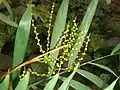 Unripe fruits