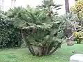 Group of European fan palms in Menton, Alpes-Maritimes, France