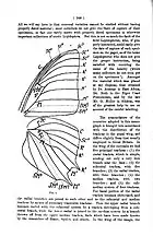 Wing venation Charaxes