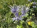 Eryngium alpinum (Asteraceae)