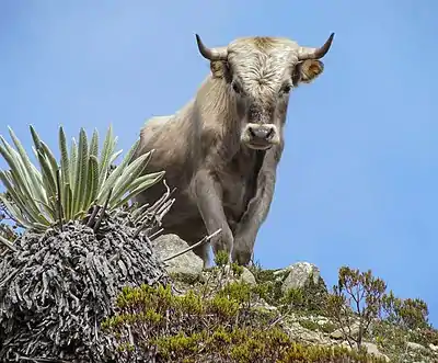 Feral bull in Sierra Nevada de Mérida, Venezuela