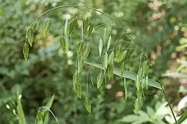 Grass with large, flat spikelets