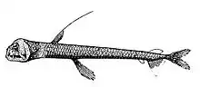 Chauliodus danae