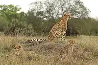 A female cheetah sitting with her cubs