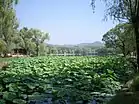 A pond of lotuses