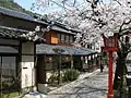 Cherry blossoms in Kinosaki Onsen