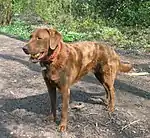 Chesapeake Bay Retriever