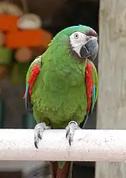 A green parrot with a white face, a maroon forehead, red shoulders, and blue-tipped wings