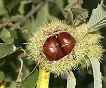 Castanea sativa