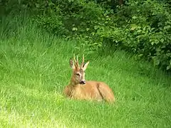 Roe deer