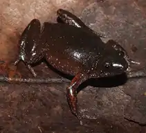 small frog sitting on the ground