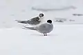 Adult Antarctic tern (front) in breeding plumage with a chick (back).