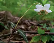 Flowering on Snowbird Mountain