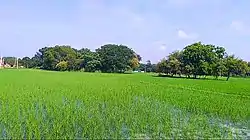 A Image of a farm in Chitarkoni