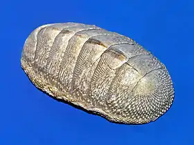 Chitons have aragonite shells and aragonite-based eyes, as well as teeth coated with magnetite.