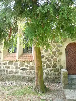 Taxus near church in Chocielewko