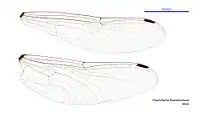 Male wings