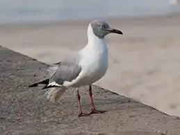 Wintering adultBakau, Gambia