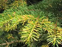 Chrysomyxa rhododendri on Norway spruce