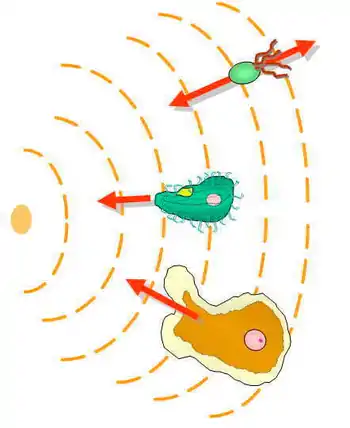 Difference of gradient sensing in prokaryotes and eukaryotes