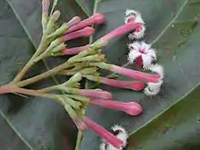 C. pubescens flowers