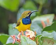 sunbird with yellow underparts, green upperparts, and a blue throat