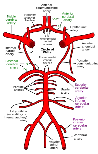 The arterial circle and arteries of the brain (inferior view). The anterior cerebral arteries (top of figure) arise from the trifurcations of the internal carotid arteries.