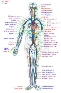 Circulatory System en