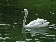 Mute swan