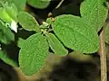 Leaves of Cistus salviifolius