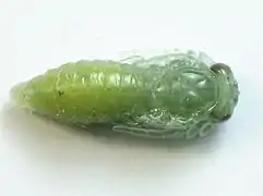 Pupa, dorsal view