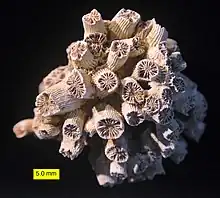 The coral Cladocora from the Pliocene of Cyprus