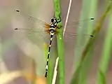 young female, north Queensland